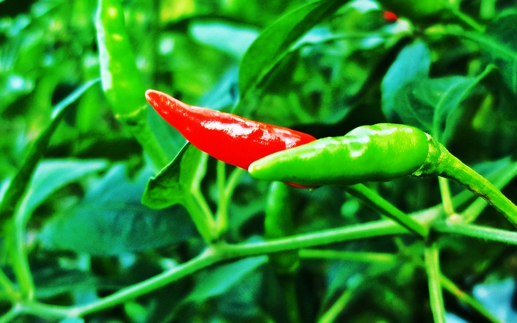 cabe rawit umbu abdullah Flickr