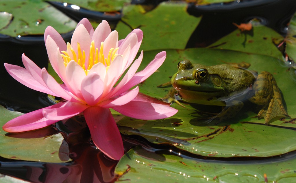 frog & lily frog on a lily pad next to water lily at Gille… Flickr