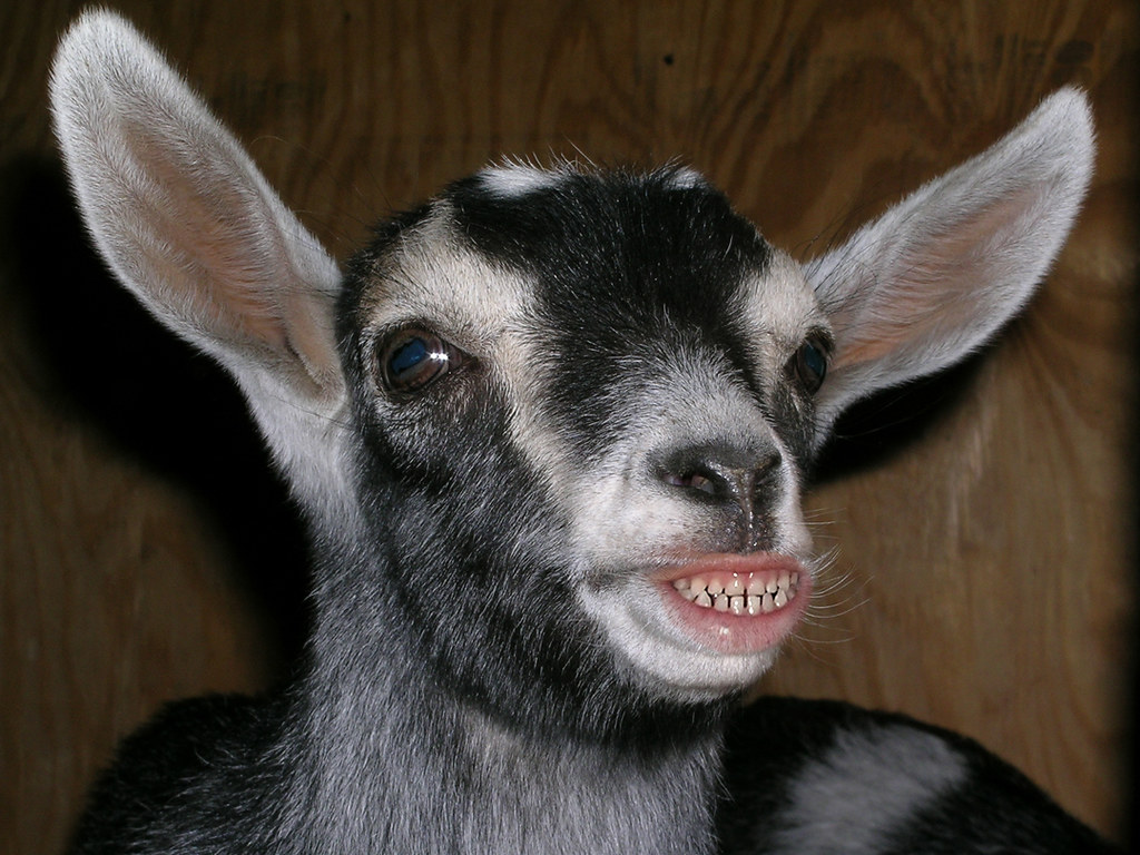 GOAT SMILE DSCN3954 37KNUCKLEHEAD Flickr
