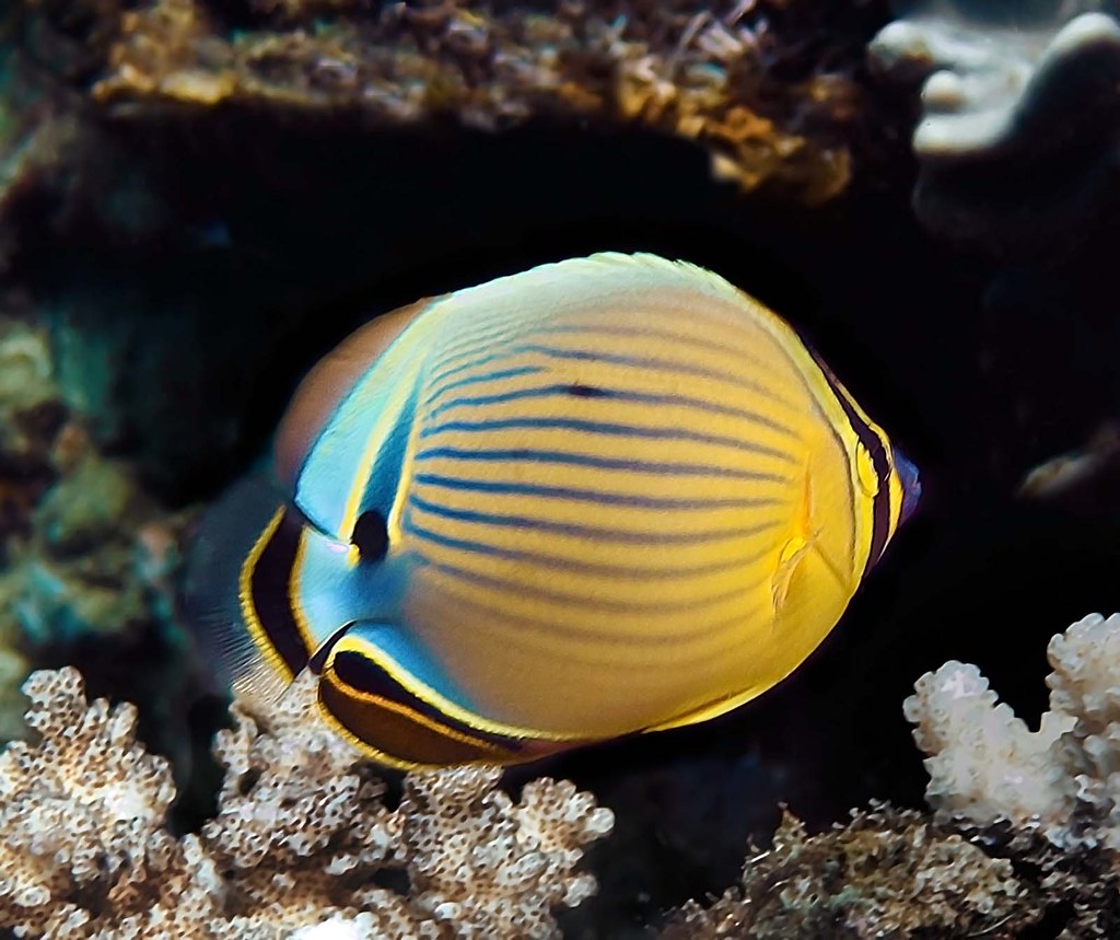 Redfin Butterflyfish Chaetodon lunulatus Redfin Butterfl… Flickr