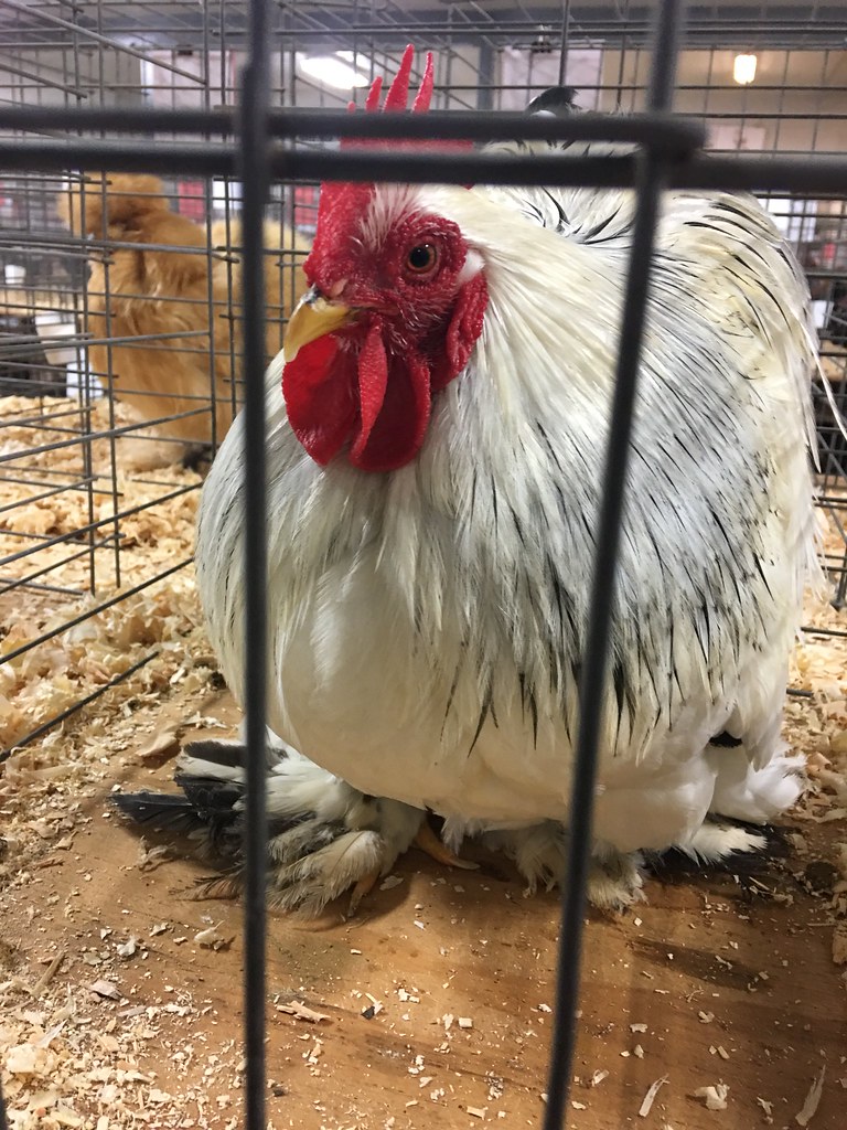 Northeast poultry show Jefferson, GA January 2017 Flickr