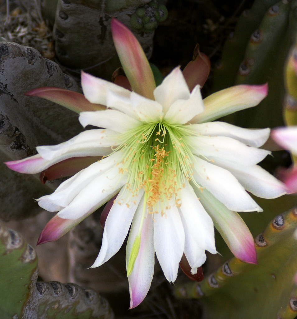 A Night Bloom on Cactus Seen early in the morning between … Flickr