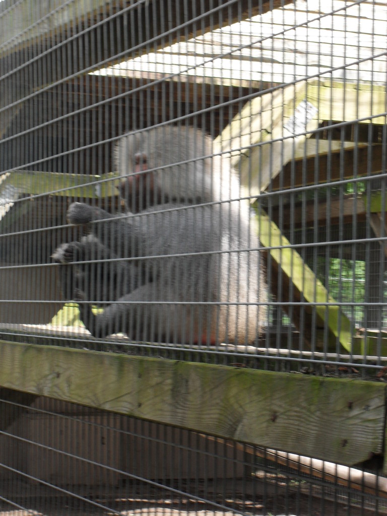 Animal Kingdom Zoo, Bordentown, NJ 089 Hamadryas Baboon
