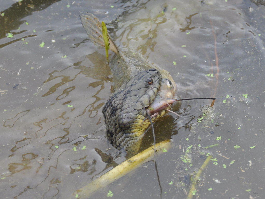 Diamondbacked Water Snake Eating Catfish Photo 7 in a ser… Flickr