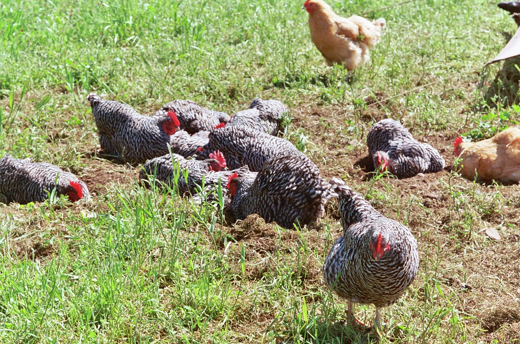sharing story hens of the eastside egg coop Sarah Gilbert Flickr