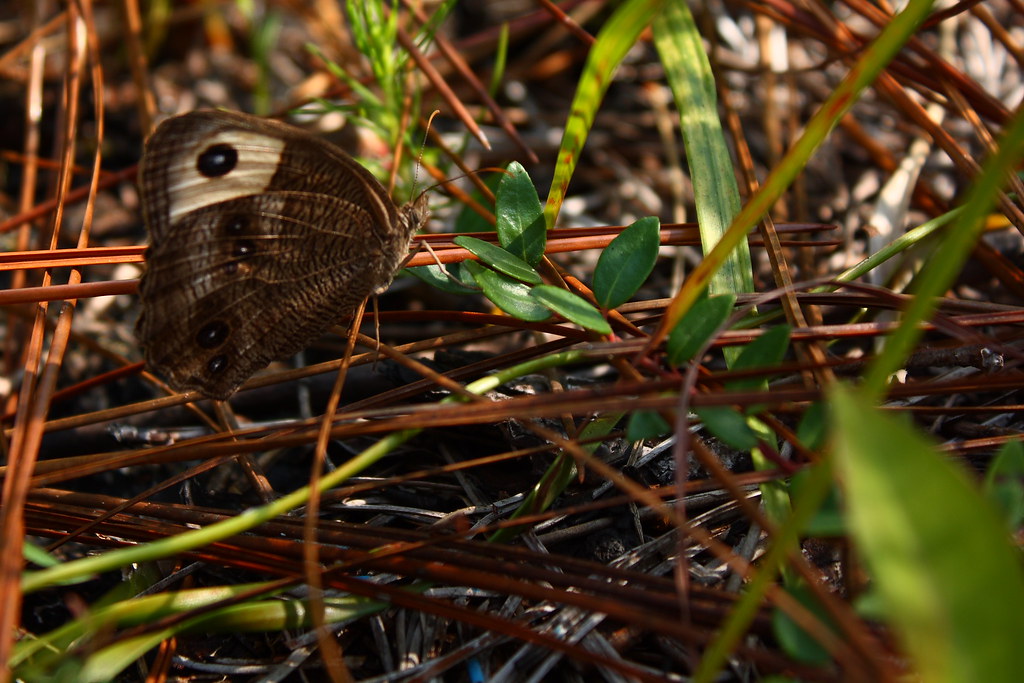 Late Season Wood Nymph Common WoodNymph (Cercyonis pegala… Flickr