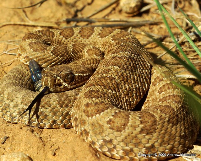 Cute baby rattle(r) Prairie Rattlesnake (Crotalus viridi… Flickr