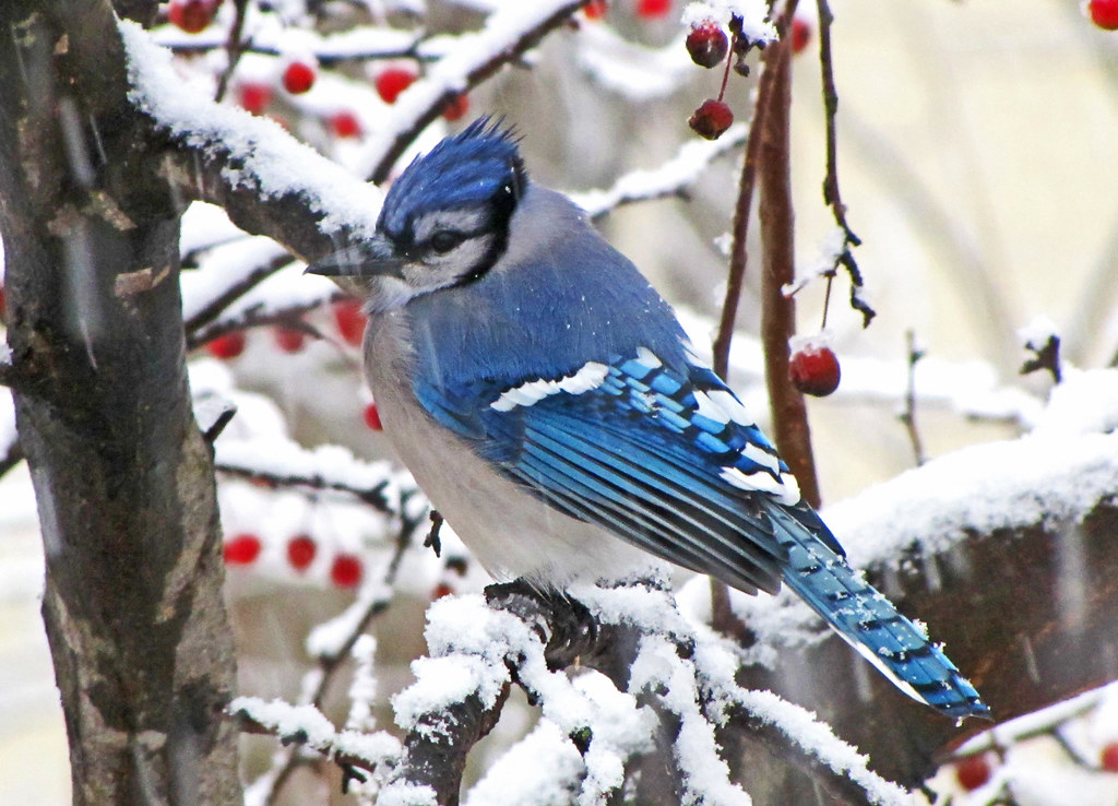 Blue Jay in Snow This is one of the few Blue Jay pictures … Flickr