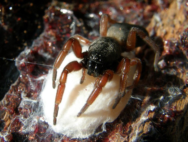 Flickriver Most interesting photos tagged with whitetailedspider