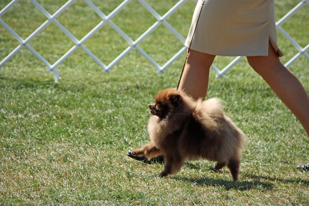 Chocolate Pomeranian. The 2009 dog show at the Walla Walla… Flickr