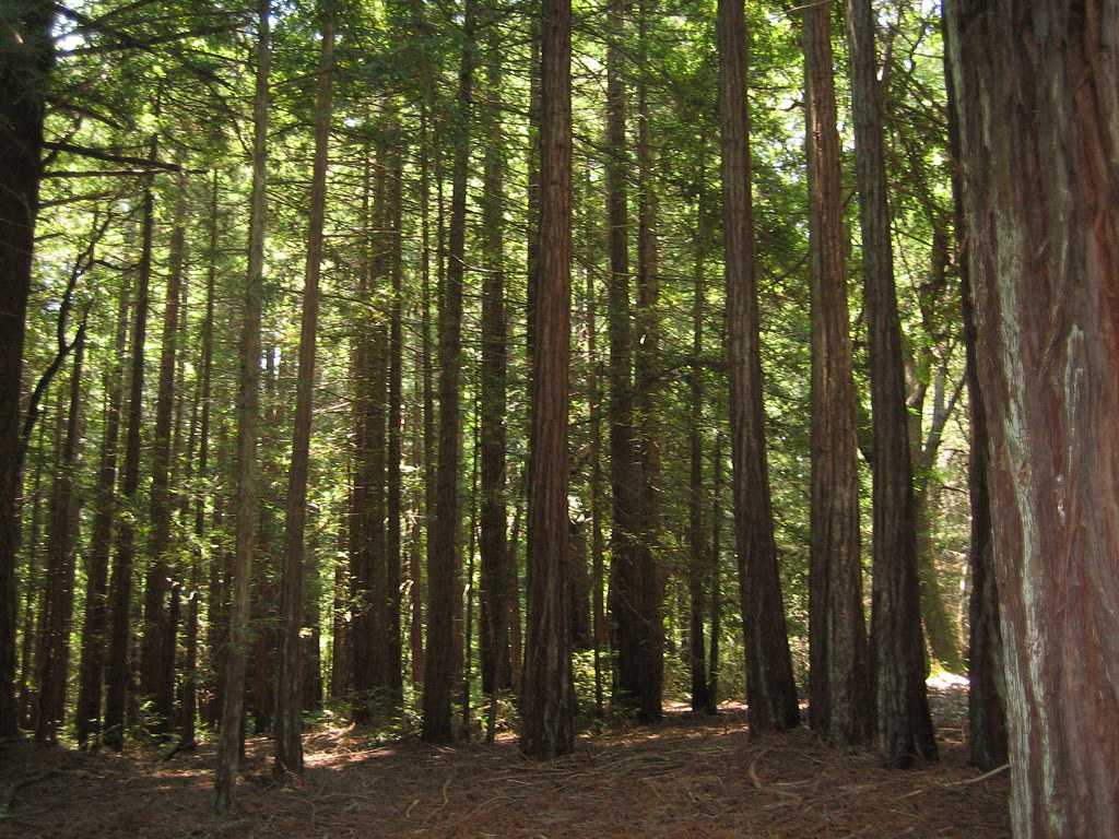 Redwoods, UCSC Campus Simon Goble Flickr