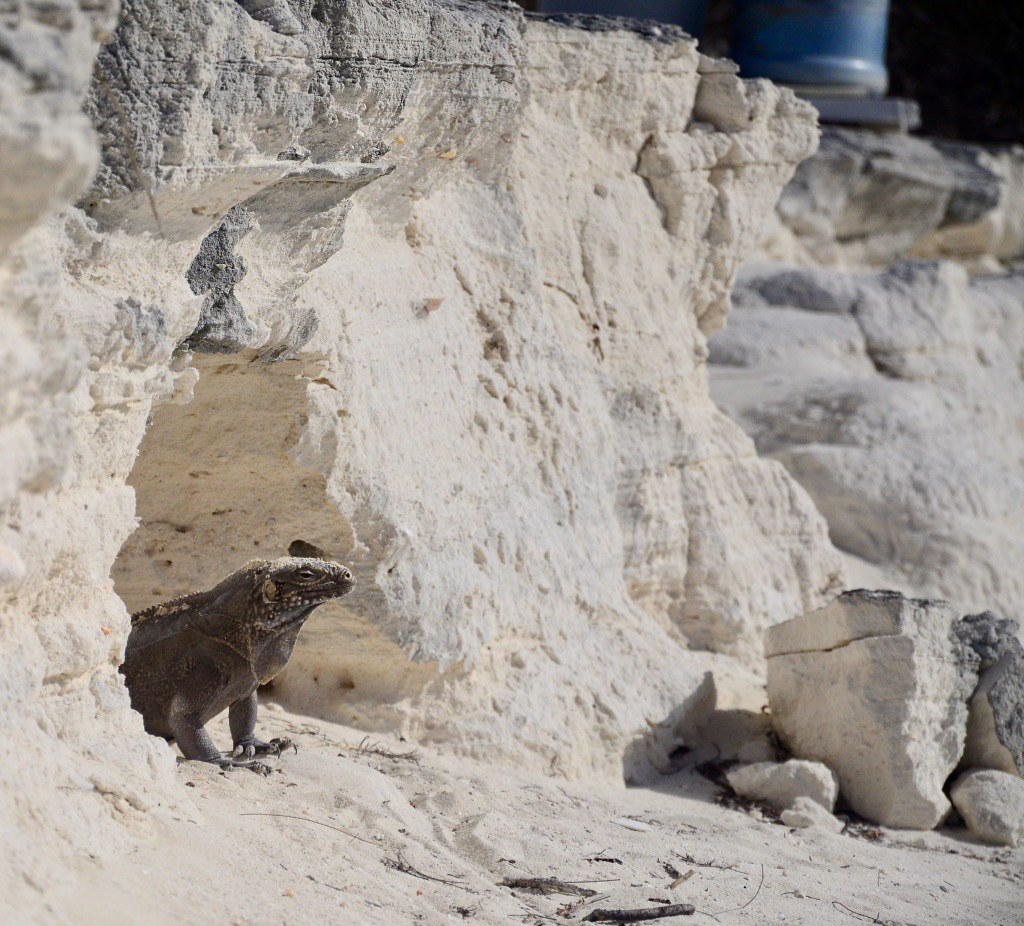 Cayo iguana (Cayo Largo) Cuba Emmanuel PAUL Flickr