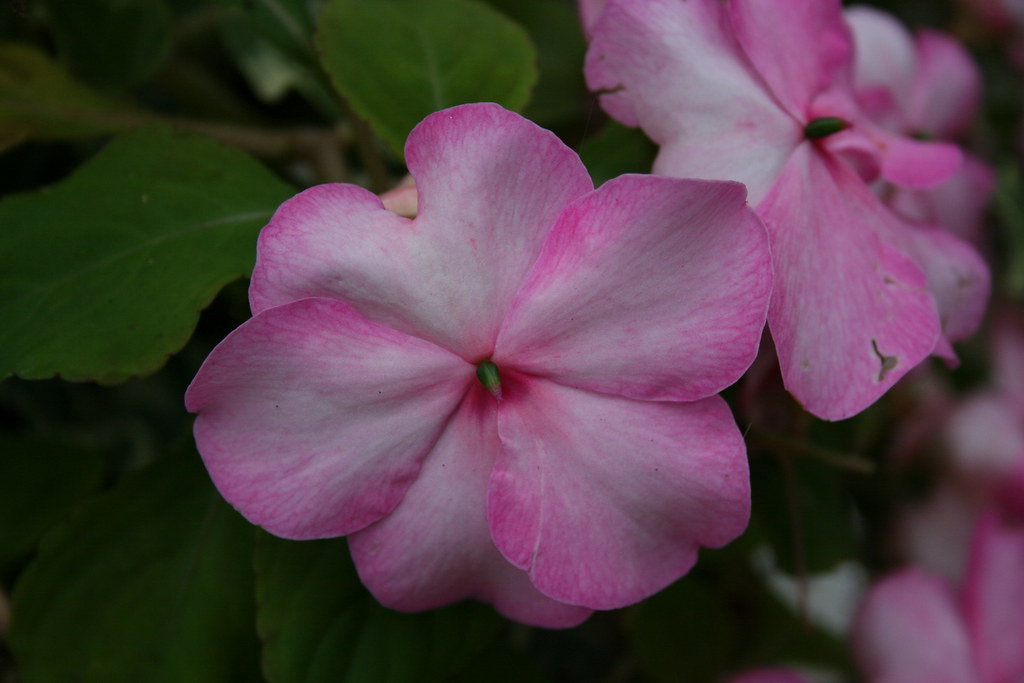 Busy Lizzie I bought these busy lizzies quite recently 50… Flickr