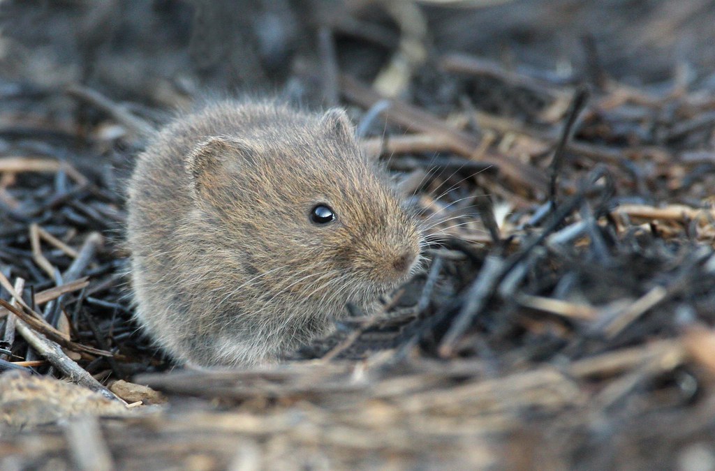 California Vole California Vole (Microtus californicus). T… Flickr