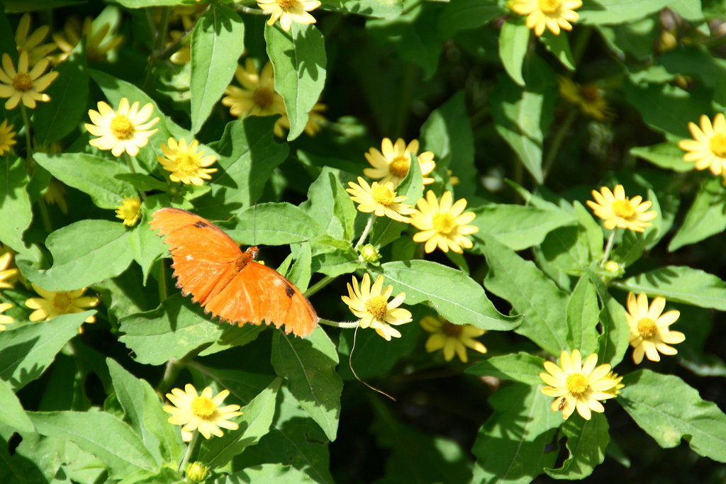 IMG_7281 Butterfly exhibit at Brookfield Zoo. Paul Flickr