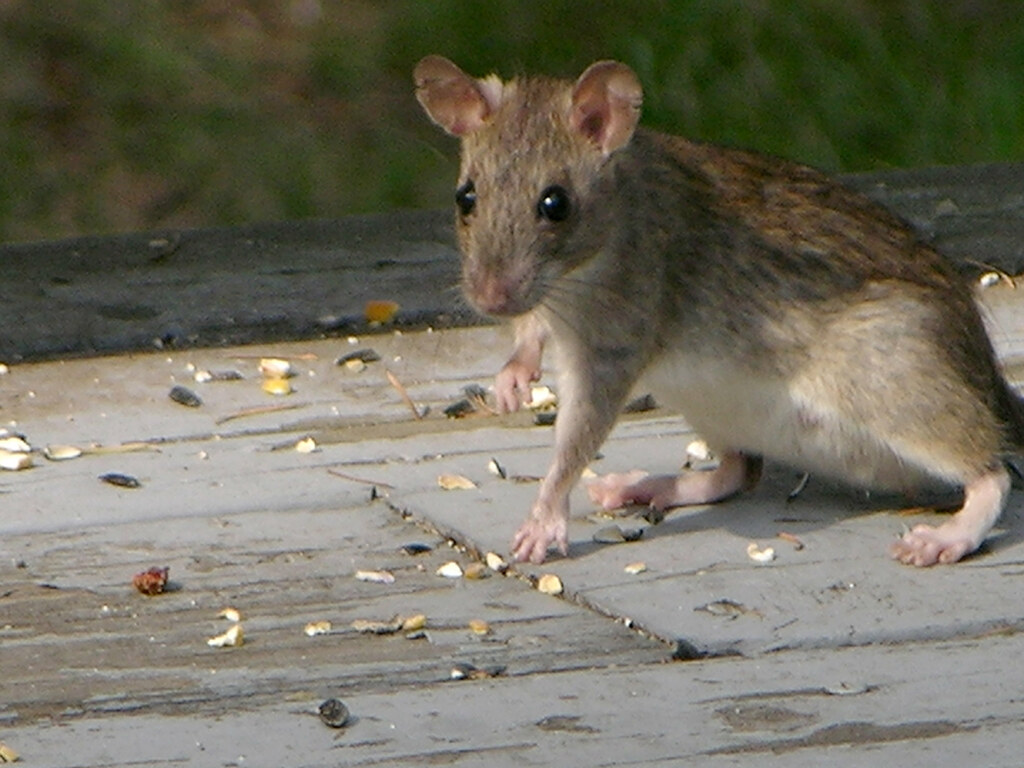 Rattus rattus Eating bird seed on the deck in broad daylig… Flickr