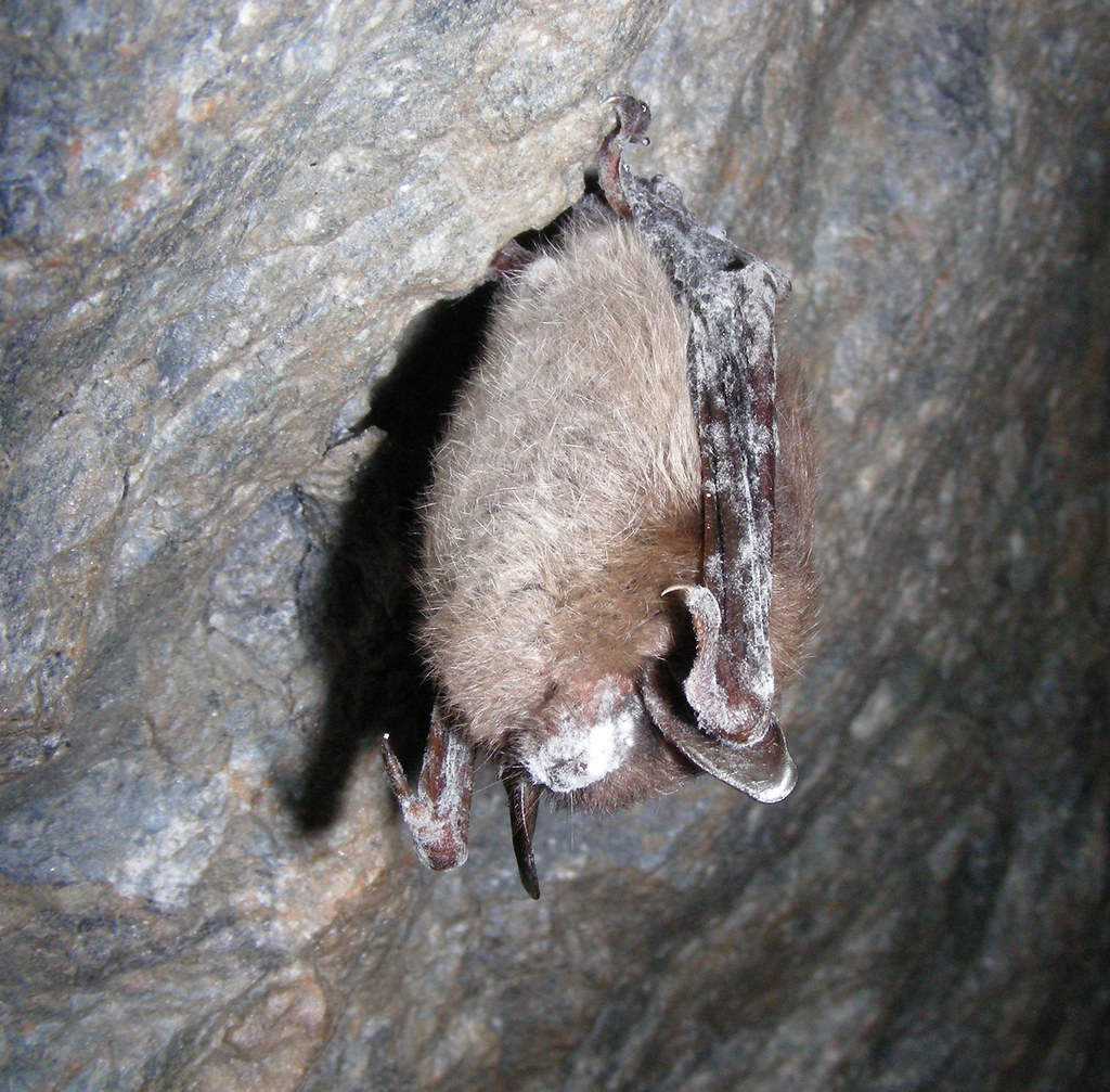 Bat showing symptoms of Whitenose Syndrome Little brown b… Flickr