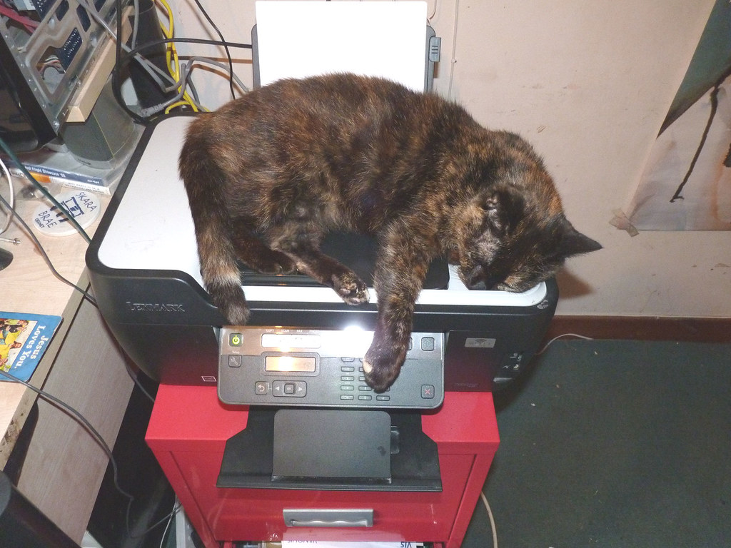 Cat on printer!!!! Dave McDermott Flickr