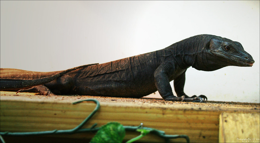8/2/2015 BDVS1 Male Black Dragon Varanus Salvator Male Bla… Flickr