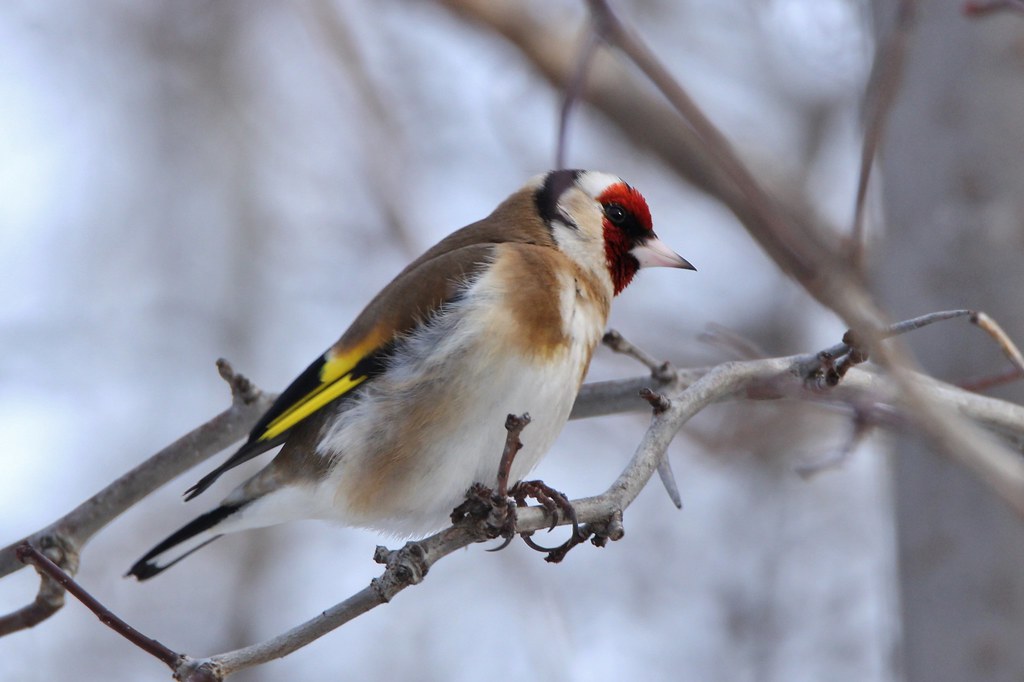 Chardonneret élégant Île de la Visitation, Montréal Flickr