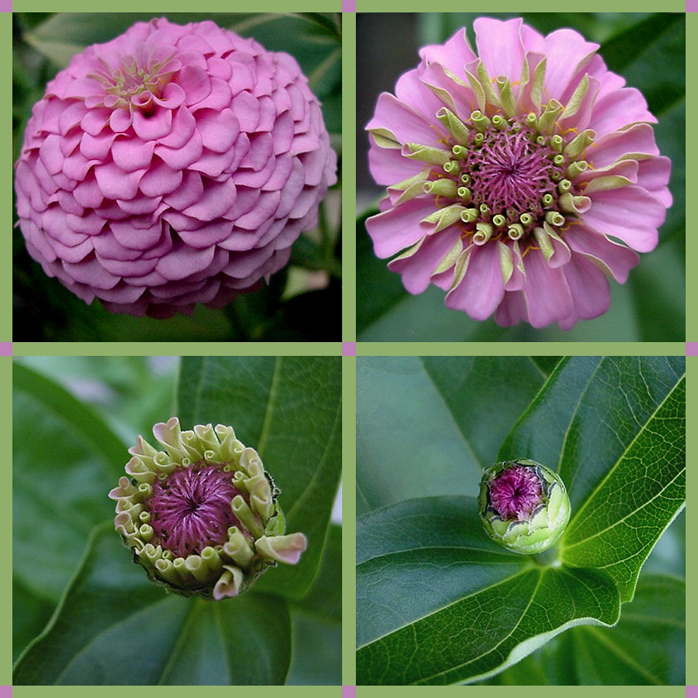 Pink zinnia blossoms showing bloom progression These four … Flickr