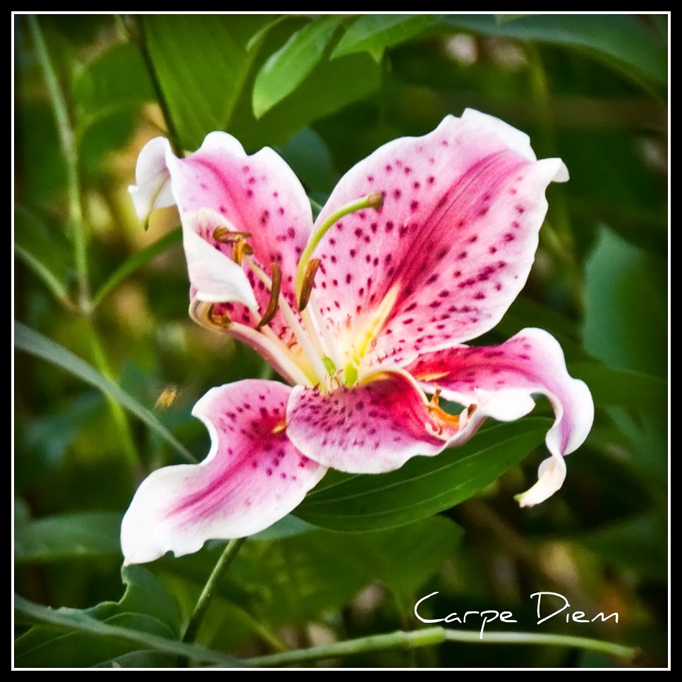 Pink Japanese Lily a photo on Flickriver