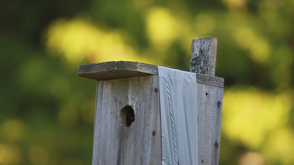 house wren food drops house wren dropping food (spiders)… Flickr