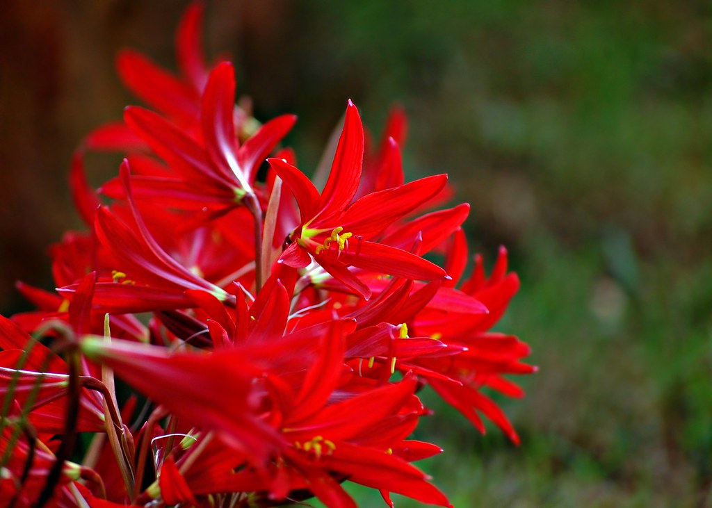 Oxblood Lily (Rhodophiala bifida) Like a faithful old frie… Flickr