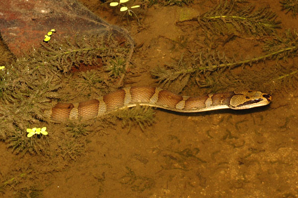 sbwr_pufffaced_watersnake1 Pufffaced water snake Homalop… Flickr