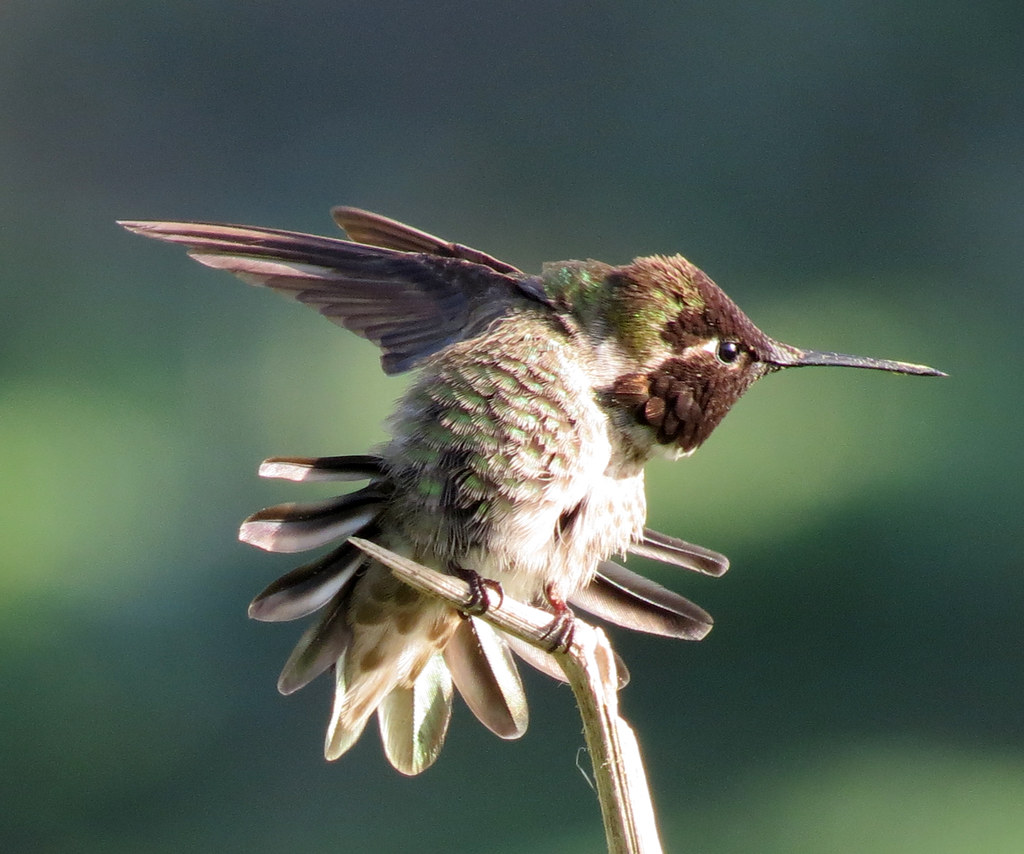 Male Anna's Hummingbird Mila Zinkova Flickr