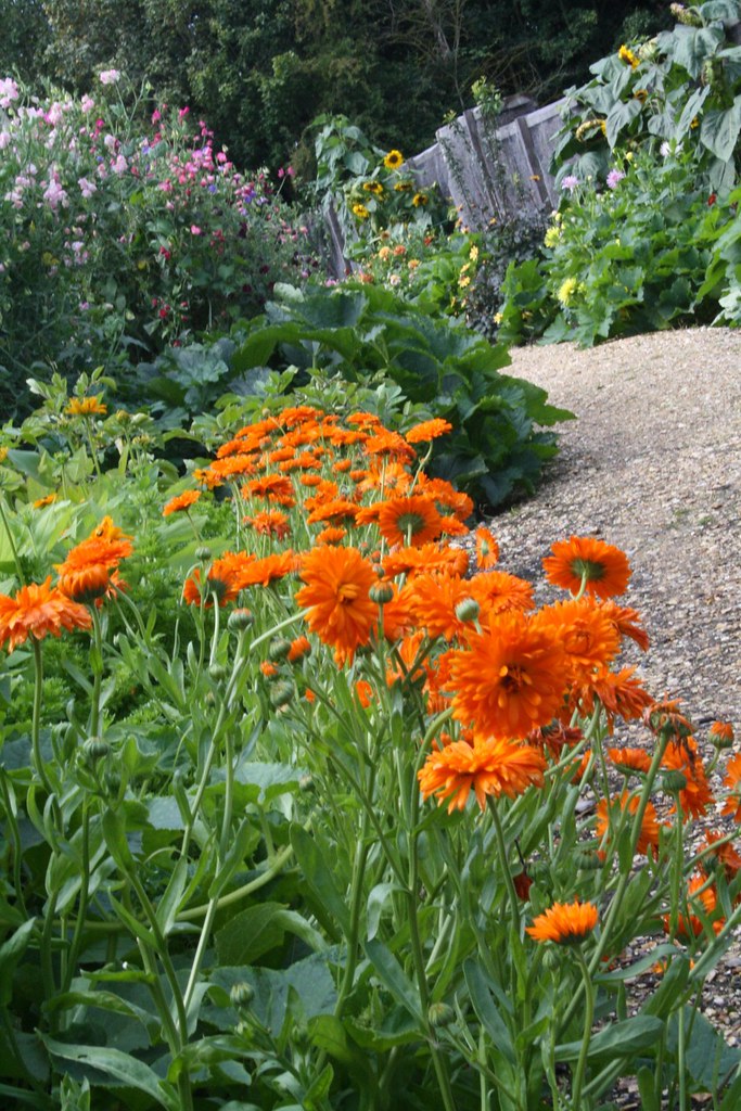 Marigolds Bright marigolds...attract the bees and hover fl… Flickr
