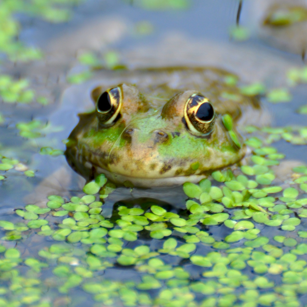 British Wildlife Centre Common Frog Martin Pettitt Flickr