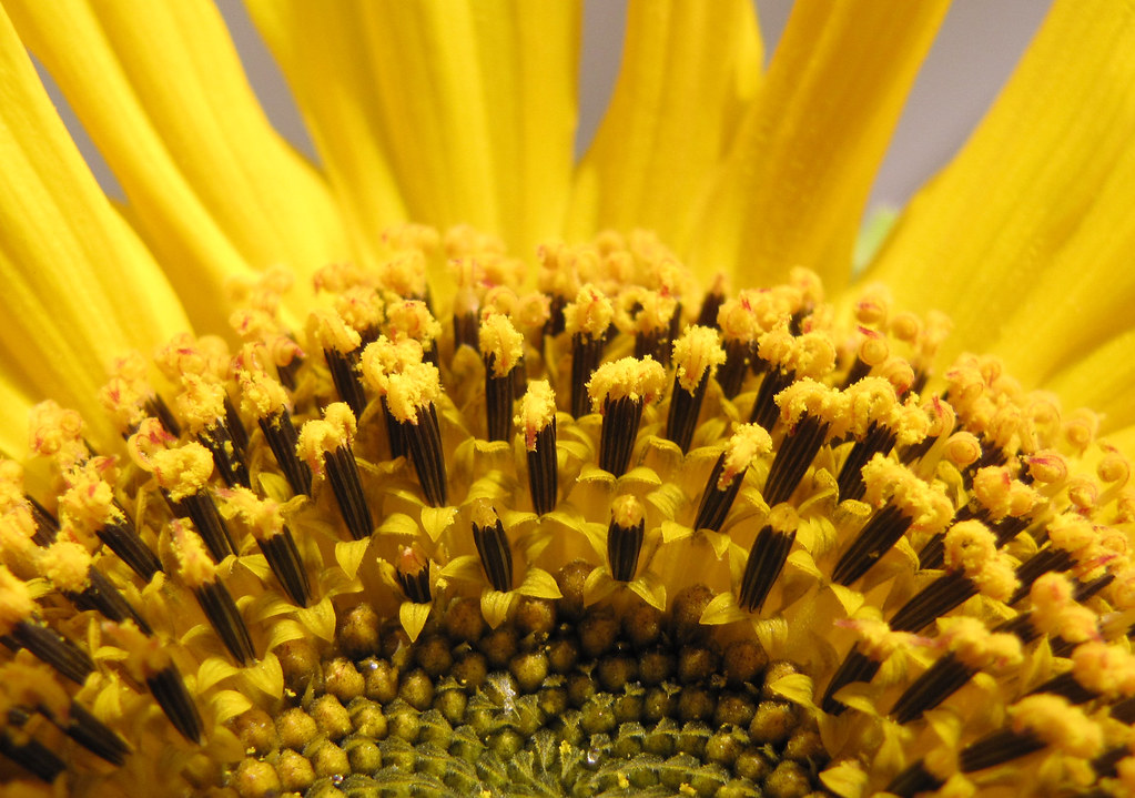 Sunflower Rising Sunflower West Richland, WA In June, my d… Flickr