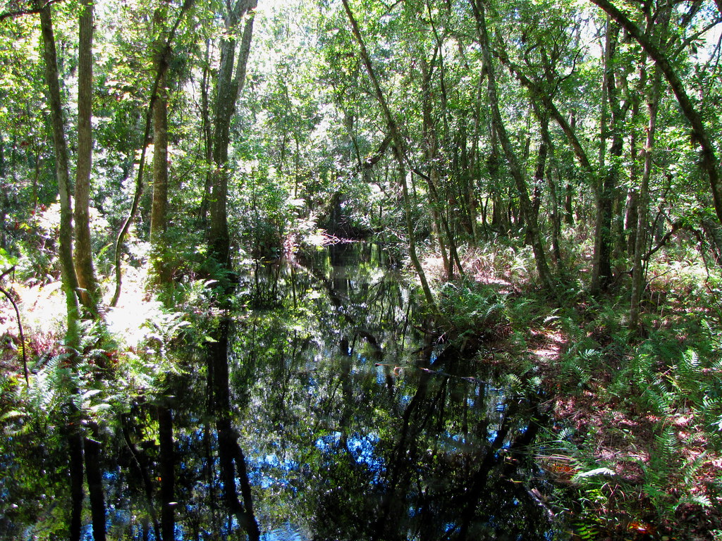 Brooker Creek Wilderness Trail Brooker Creek Preserve Pine… Flickr