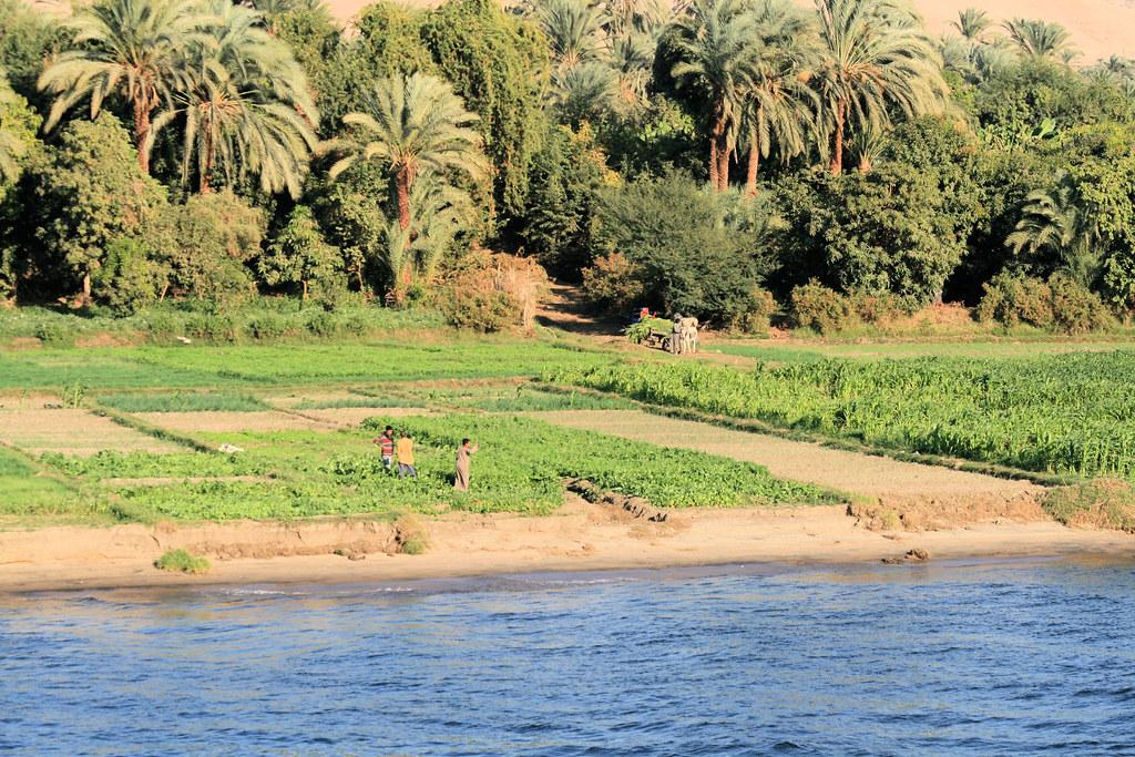 Farming on the River Nile farming on the banks of the Rive… Flickr