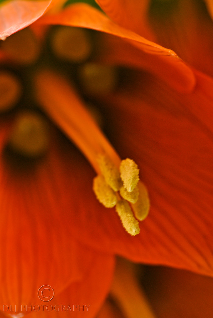 Crown Imperial These flowers grow downwards, so to capture… Flickr