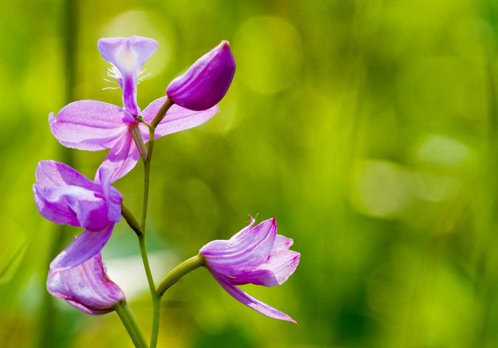 flower 1 Darrin Flickr