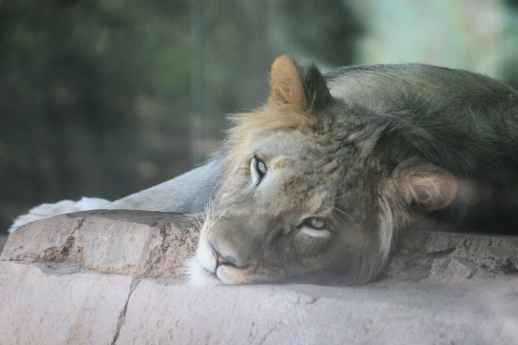Young lion Nyack at the San Diego Wild Animal Park today Flickr