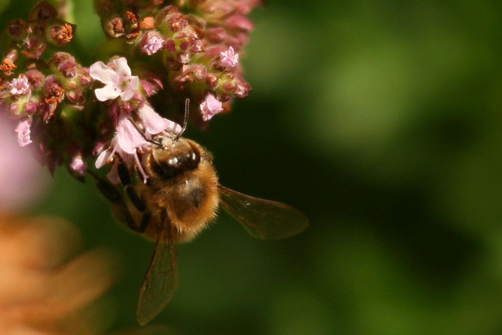 Honey Bee on Oregano Bees sure love oregano flowers! Meighan Flickr