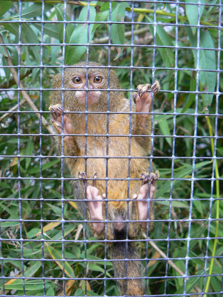 Opička Tiergarten "ZOO der Minis" Aue, Sachsen abejorro34 Flickr