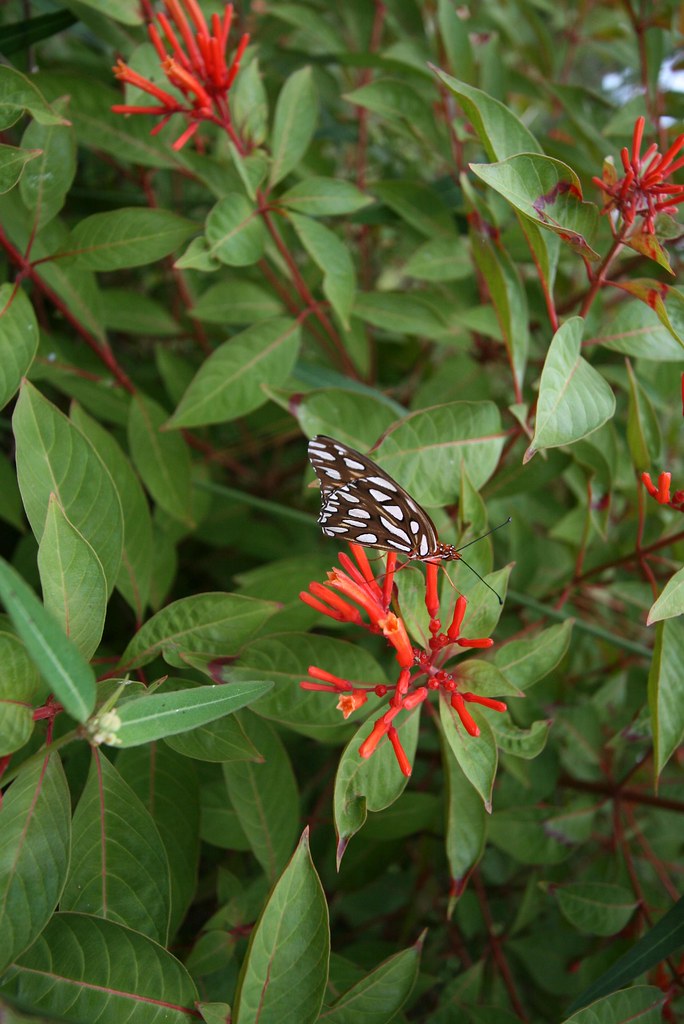 Firebush Firebush is a native Florida plant that blooms