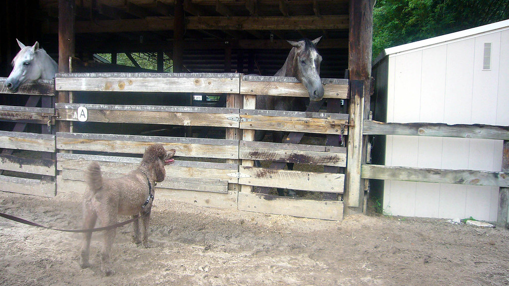 091209 Rufus with Horses At VIP Pet Resort's Pet Festival.… Flickr
