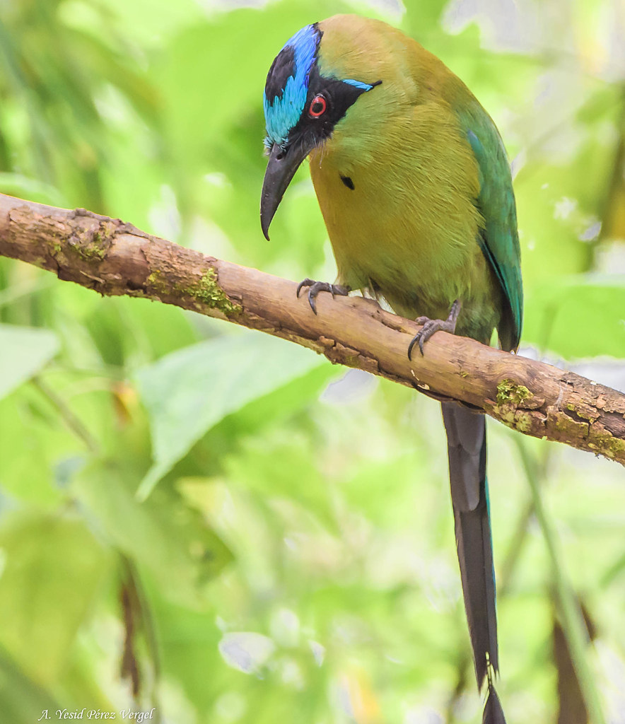 Barranquero coronado (Momotus momota) En Ecoparque Los Alc… Flickr