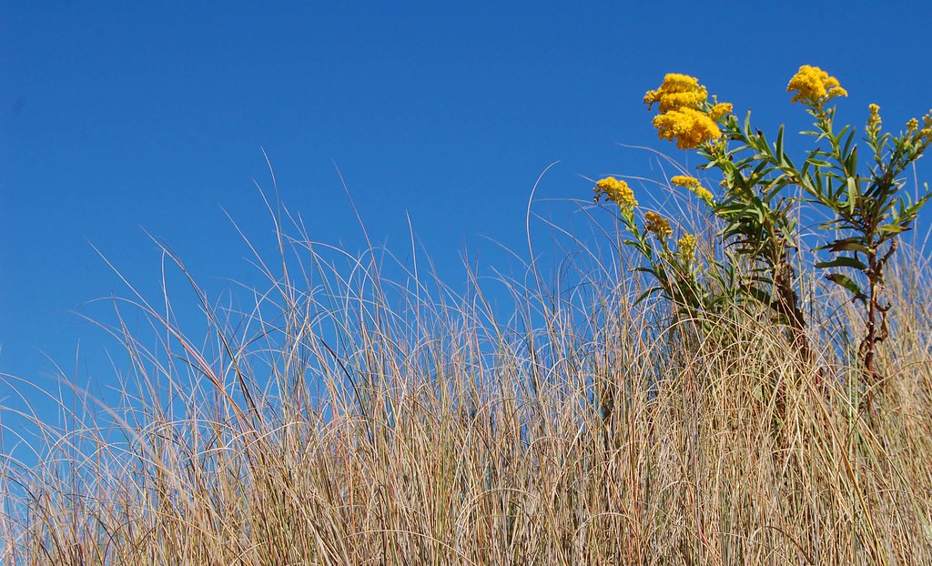 Brigantine NJ dunes & goldenrod by Colleen Fitzpatrick Flickr