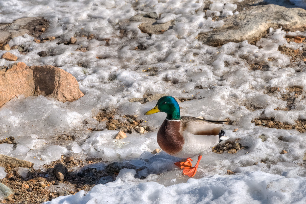 Winter Ducks0468 Mallard ducks in the park, Bridgton, Mai… Chris