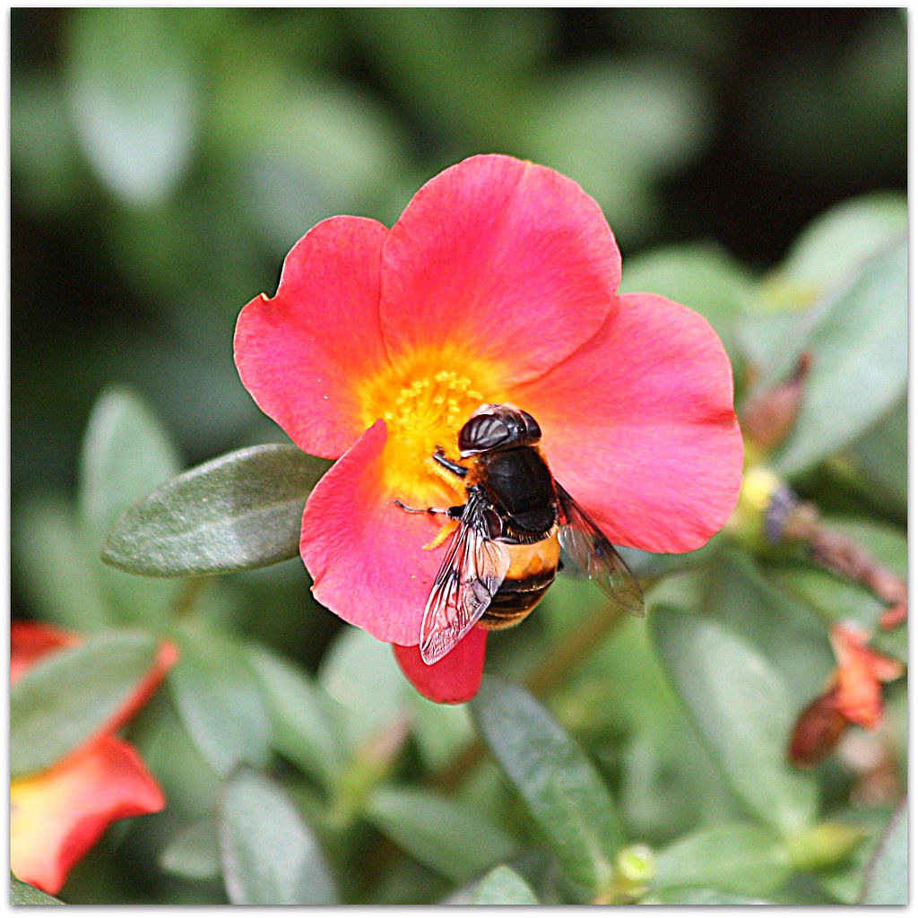 "Inch by inch, life's a cinch." "Inch by inch, life's a ci… Flickr