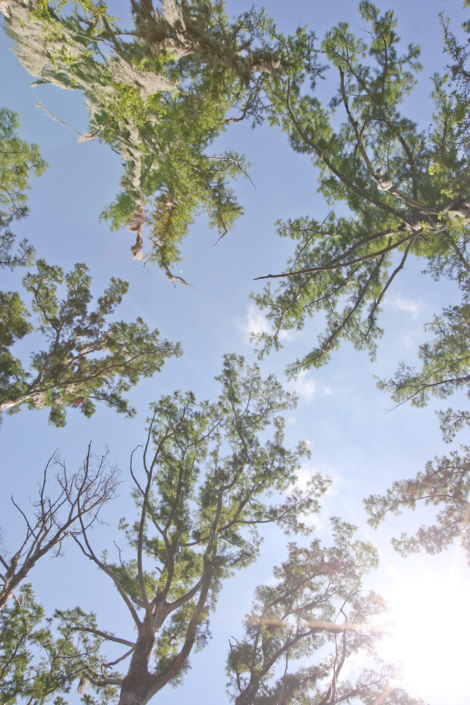 IMG_3649 Bayou L'Ourse Nature Trail Bayou L'ourse, Louisia… Flickr