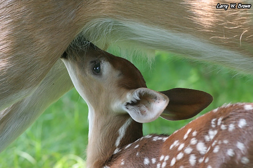 Got Milk? Whitetail Fawn Shenandoah National Park, Virgi… Flickr