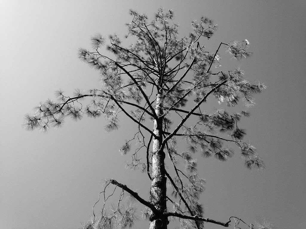 Pine 20150710 A pine tree, all by itself, which is inter… Flickr