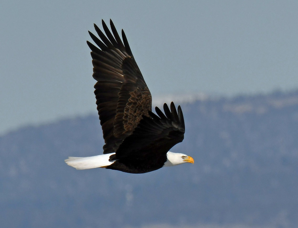 Lower Klamath/Tule Lake Eagles Juvenile and Adult Bald Eag… Flickr